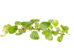 Lire la suite à propos de l’article Cultiver de l'origan à partir de boutures – En savoir plus sur l'enracinement des plantes d'origan