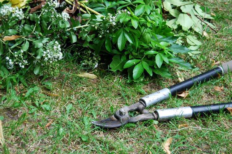 Lire la suite à propos de l’article À quoi servent les élagueurs : Conseils sur l’utilisation des élagueurs de jardin pour l’élagage