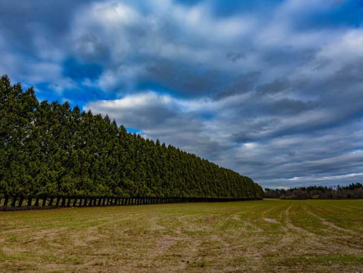 You are currently viewing Types de brise-vent : comment créer un brise-vent dans le paysage