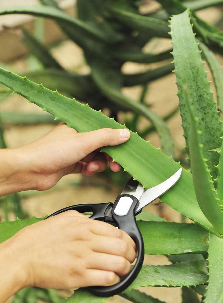 You are currently viewing Conseils sur la cueillette de l’Aloe Vera : Comment récolter les feuilles d’Aloe Vera