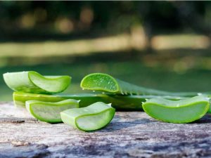 Lire la suite à propos de l’article Guérison des plaies avec les plantes : découvrez les plantes aux propriétés curatives