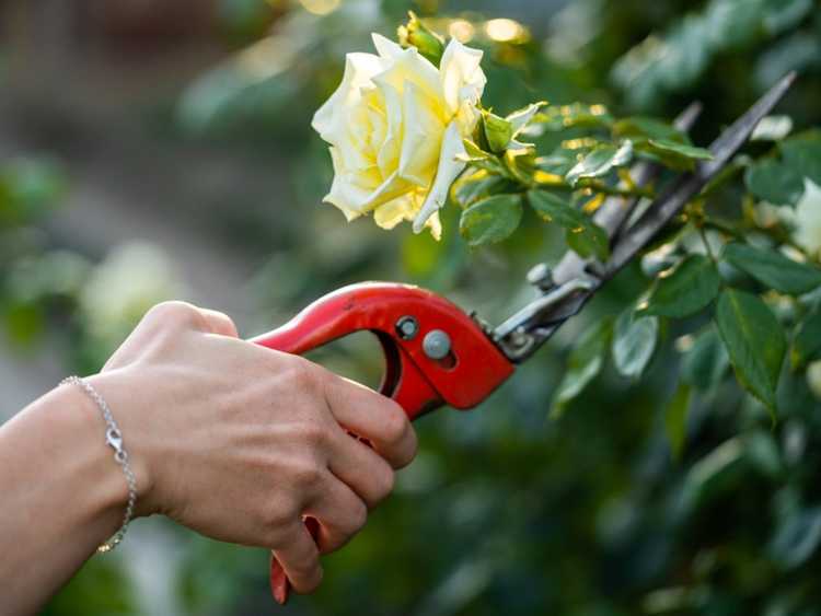 Lire la suite à propos de l’article Les plantes crient-elles ? Une étude montre qu'ils peuvent le faire sous le stress