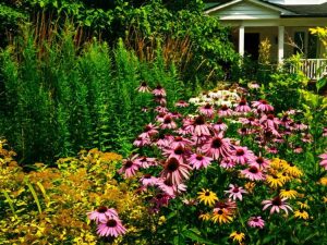 Lire la suite à propos de l’article Pourquoi devriez-vous abandonner l’herbe et faire pousser une pelouse dans les prairies