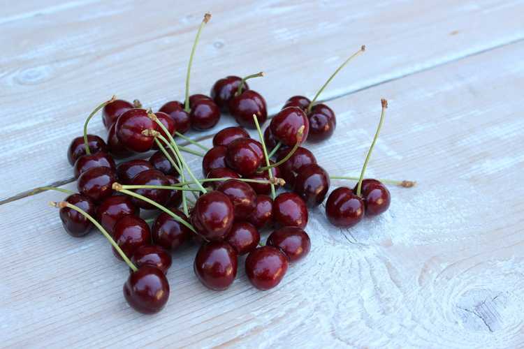 You are currently viewing Cultiver des cerises Benton : comment prendre soin d'un cerisier Benton