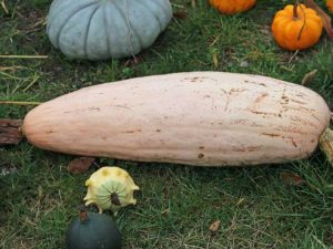 Lire la suite à propos de l’article Qu'est-ce que la courge banane : comment faire pousser de la courge banane