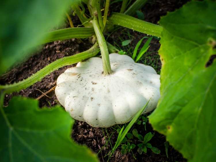 You are currently viewing Cultivez des plantes dès le premier Thanksgiving – Variétés de courges anciennes à essayer