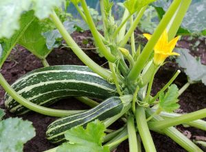 Lire la suite à propos de l’article Taille des courgettes : comment tailler les courgettes