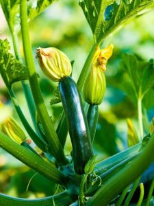 Lire la suite à propos de l’article Courgettes creuses: quelles sont les causes des fruits de courgettes creuses