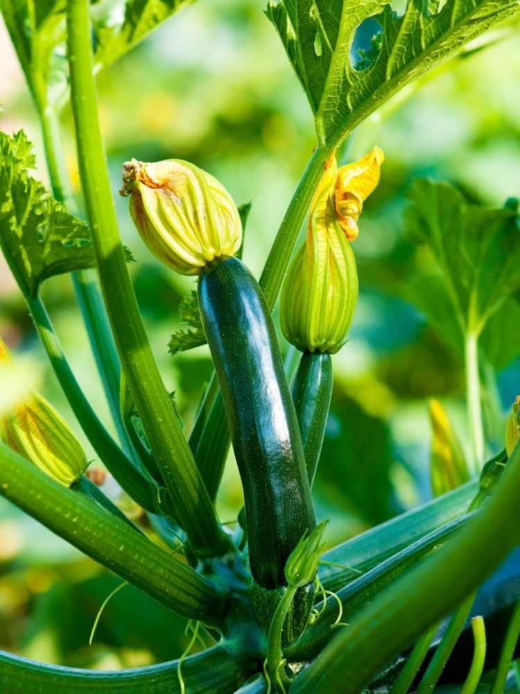 You are currently viewing Courgettes creuses: quelles sont les causes des fruits de courgettes creuses