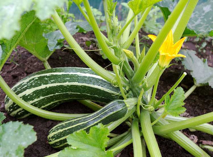 You are currently viewing Taille des courgettes : comment tailler les courgettes