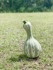 Lire la suite à propos de l’article Plantes de courge Cushaw – Comment et quand planter la courge Cushaw