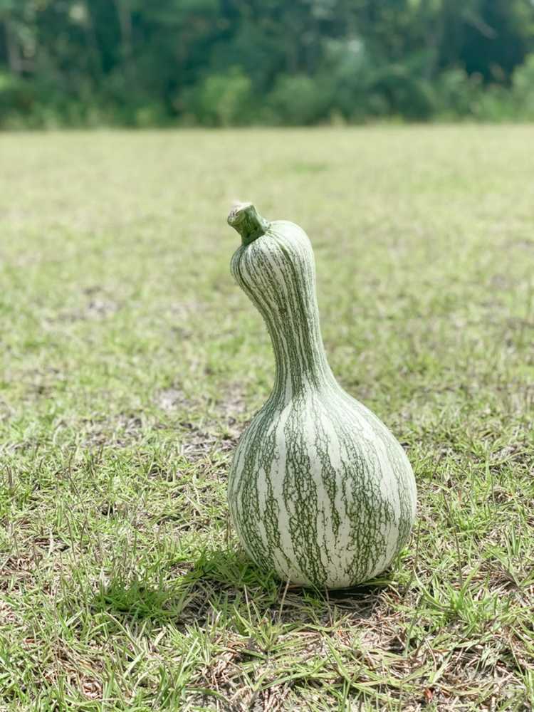 You are currently viewing Plantes de courge Cushaw – Comment et quand planter la courge Cushaw