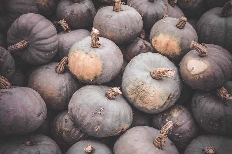 You are currently viewing Qu'est-ce qu'une courge bleue Hokkaido : découvrez les soins de la courge Blue Kuri