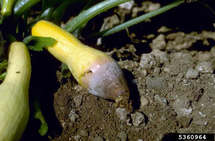 You are currently viewing Que faire contre la pourriture des courges et des citrouilles