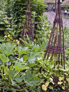 Lire la suite à propos de l’article Compagnons des plantes de courgettes: plantes compatibles avec les courgettes