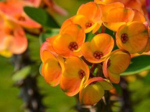 Lire la suite à propos de l’article Euphorbia Crown Of Thorns Growing: En savoir plus sur les soins des plantes d'intérieur Crown Of Thorns