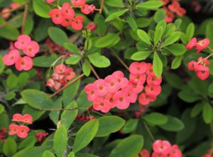 Lire la suite à propos de l’article La couronne d'épines a des taches : traiter une couronne d'épines avec des taches foliaires