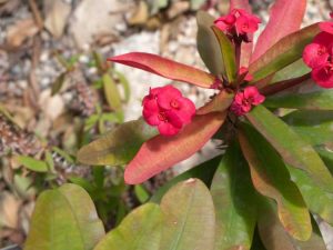 Lire la suite à propos de l’article La plante de la couronne d'épines a gelé : une couronne d'épines peut-elle survivre à un gel