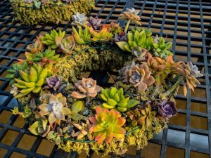 Lire la suite à propos de l’article Couronne succulente d'automne – Comment faire une couronne succulente pour l'automne