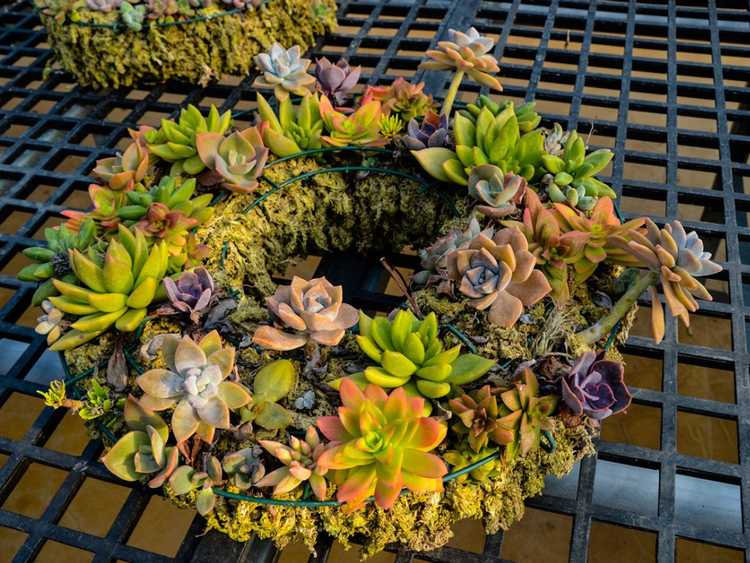 You are currently viewing Couronne succulente d'automne – Comment faire une couronne succulente pour l'automne