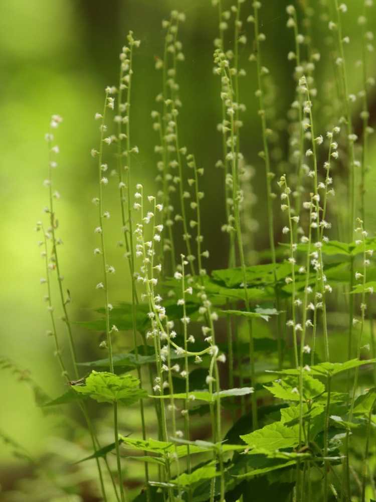 You are currently viewing À propos des plantes Bishop's Cap : Conseils pour cultiver le couvre-sol Bishop's Cap