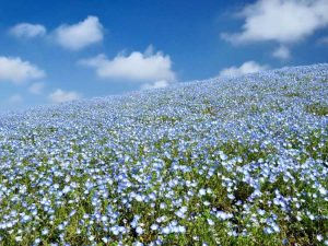 Lire la suite à propos de l’article Plantes couvre-sol pour les jardins à flanc de colline