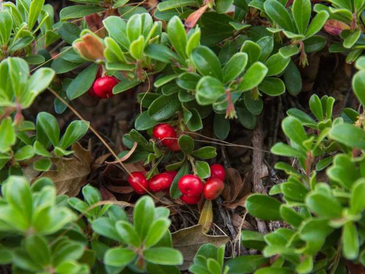 You are currently viewing Informations sur les plantes de busserole : En savoir plus sur la culture du couvre-sol de busserole