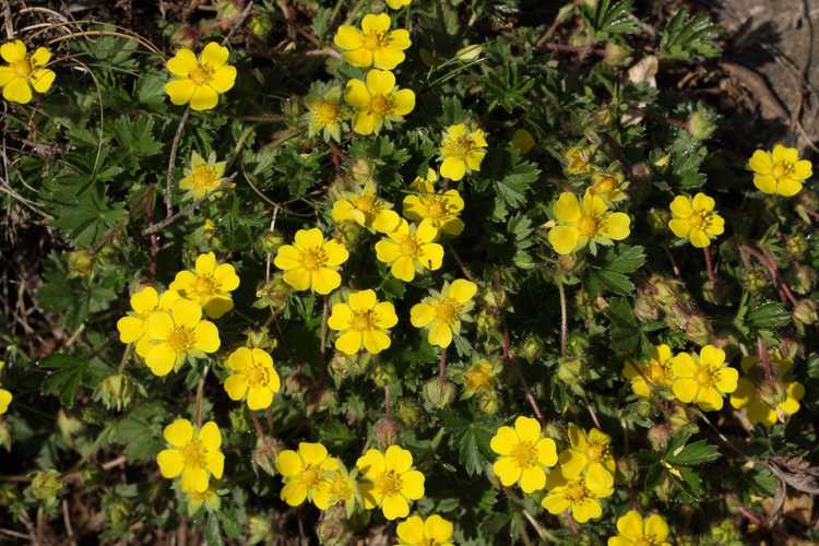 You are currently viewing Potentilla Groundcover: Comment faire pousser des potentilles rampantes dans les jardins