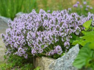 Lire la suite à propos de l’article 5 plantes couvre-sol parfumées