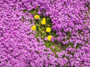 Lire la suite à propos de l’article Meilleures plantes couvre-sol pour prévenir les mauvaises herbes