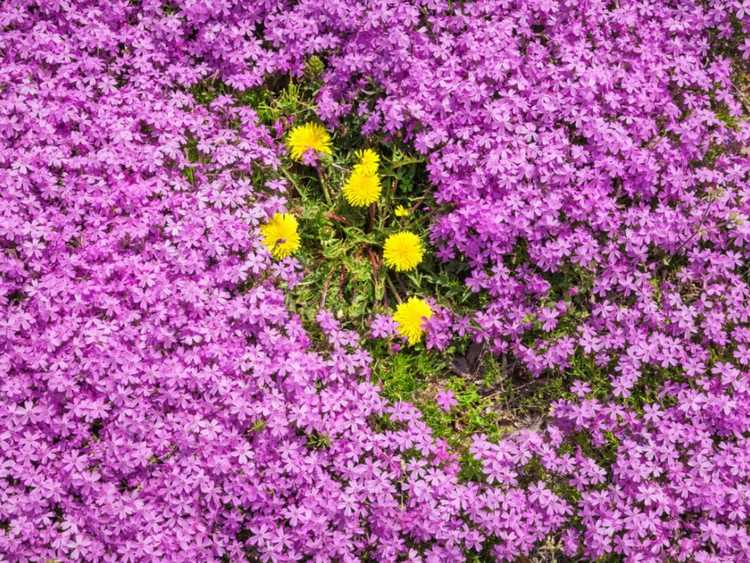 You are currently viewing Meilleures plantes couvre-sol pour prévenir les mauvaises herbes