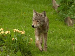 Lire la suite à propos de l’article Les coyotes sont-ils dangereux – Que faire à propos des coyotes dans le jardin