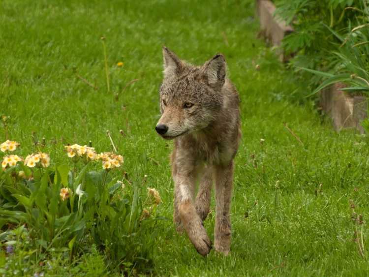 You are currently viewing Les coyotes sont-ils dangereux – Que faire à propos des coyotes dans le jardin