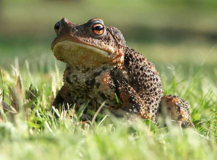 Lire la suite à propos de l’article Contrôle des crapauds : comment se débarrasser des crapauds des jardins