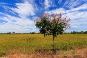 Lire la suite à propos de l’article Transplantation de myrte de crêpe: quand et comment transplanter des arbres de myrte de crêpe