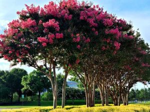 Lire la suite à propos de l’article Arbres à fleurs pour l'été – Arbres à fleurs d'été