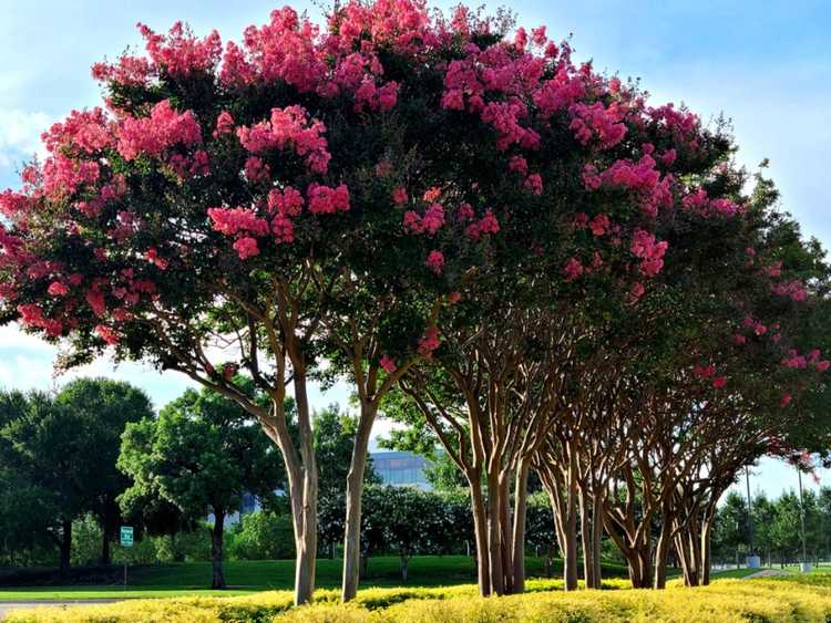 You are currently viewing Arbres à fleurs pour l'été – Arbres à fleurs d'été