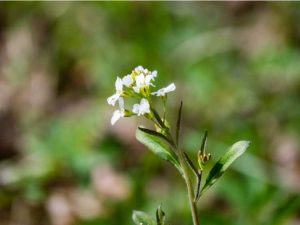 Lire la suite à propos de l’article Identification du cresson amer des sables – Conditions de croissance du cresson amer à petites fleurs