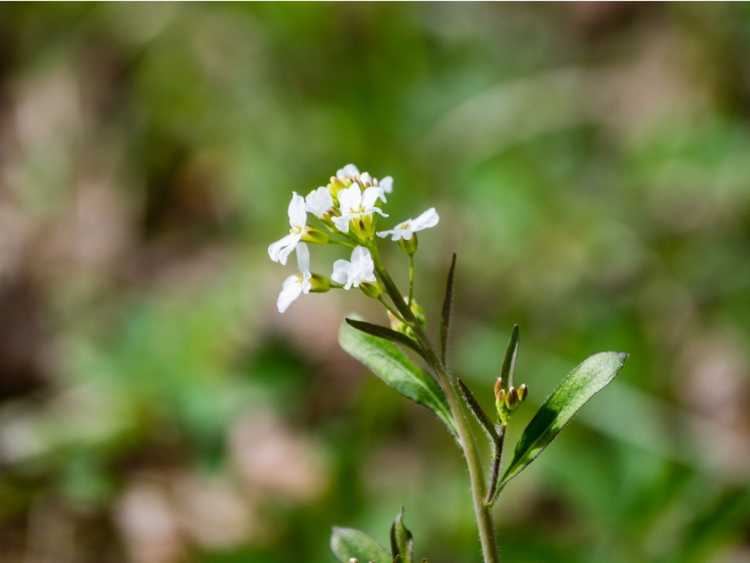 You are currently viewing Identification du cresson amer des sables – Conditions de croissance du cresson amer à petites fleurs