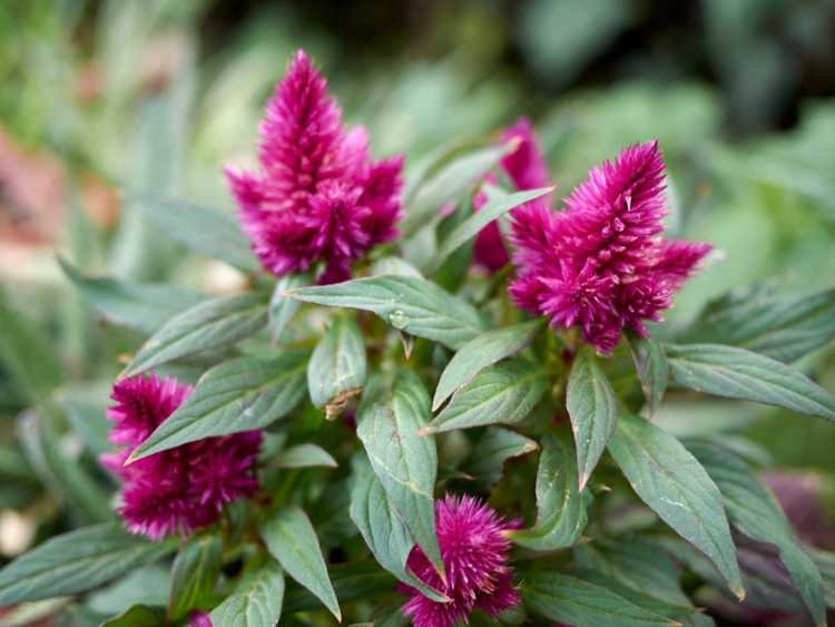 You are currently viewing Celosia Care : En savoir plus sur la culture de Flamingo Cockscomb