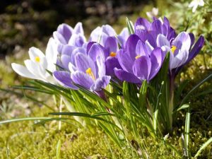 Lire la suite à propos de l’article Comment planter des crocus et entretenir correctement les fleurs de crocus