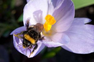 Lire la suite à propos de l’article Planter des bulbes pour les abeilles – Bulbes populaires respectueux des abeilles pour le jardin des pollinisateurs