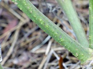 Lire la suite à propos de l’article Tiges de tomates bosselées : découvrez les excroissances blanches sur les plants de tomates