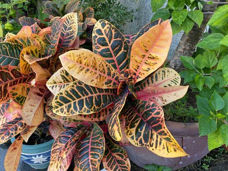 You are currently viewing Les feuilles de Croton se fanent – Pourquoi mon Croton perd-il sa couleur