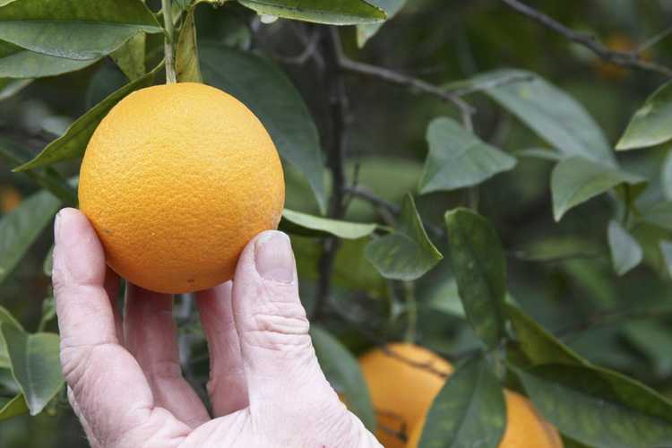 You are currently viewing Cueillette d'agrumes : au secours, mes fruits ne se détachent pas de l'arbre