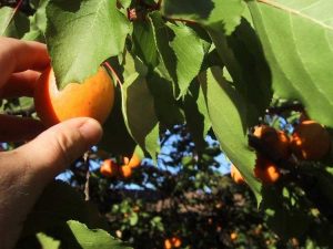 Lire la suite à propos de l’article Cueillette des abricots : quand et comment récolter un abricot