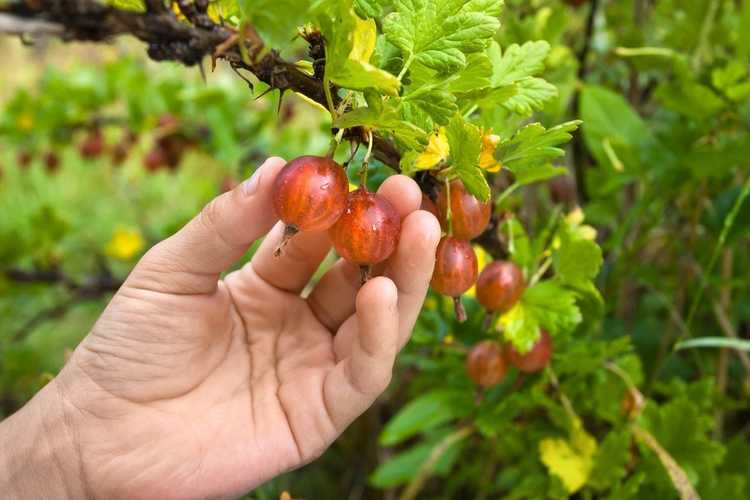 You are currently viewing Plantes d'ombrage fruitières: Cultiver des plantes fruitières pour les jardins d'ombre