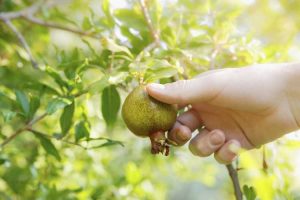 Lire la suite à propos de l’article Cueillette de grenades – En savoir plus sur la récolte des fruits de grenade