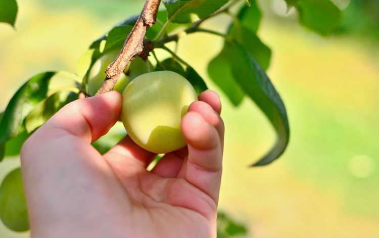 You are currently viewing Les superbes soins des prunes de Denniston : comment faire pousser les superbes pruniers de Denniston