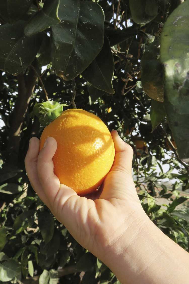 You are currently viewing Récolte des oranges : découvrez quand et comment cueillir une orange